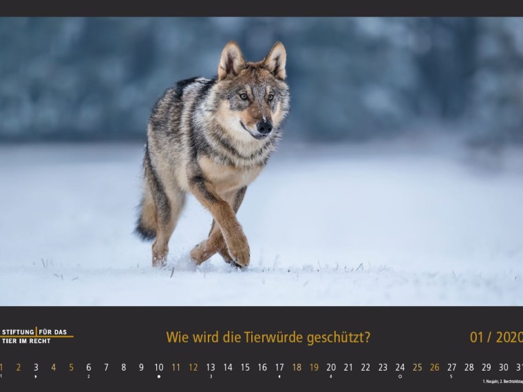 TIR-Kalender 2020 – Tierschutzrechtliche Frage im Januar
