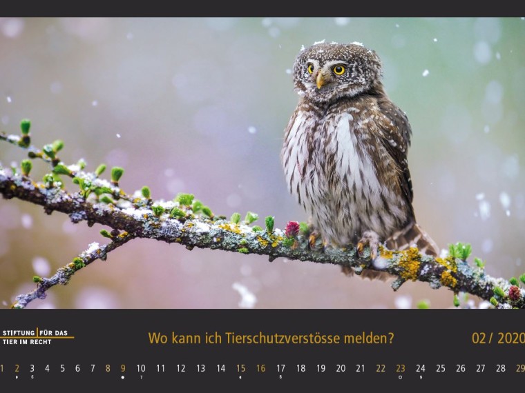 TIR-Kalender 2020 – Tierschutzrechtliche Frage im Februar