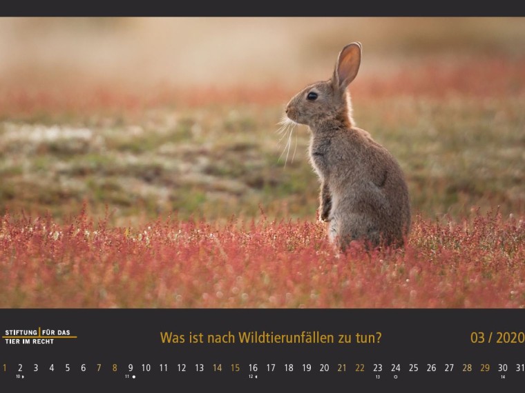 TIR-Kalender 2020 – Tierschutzrechtliche Frage im März
