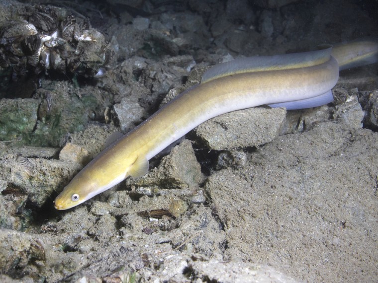 Fischabstieg an Flusskraftwerken – Turbinen werden zur Todesfalle für Fische
