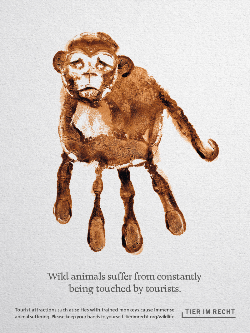 Affe Englisch Wild animals suffer from constantly being touched by tourists