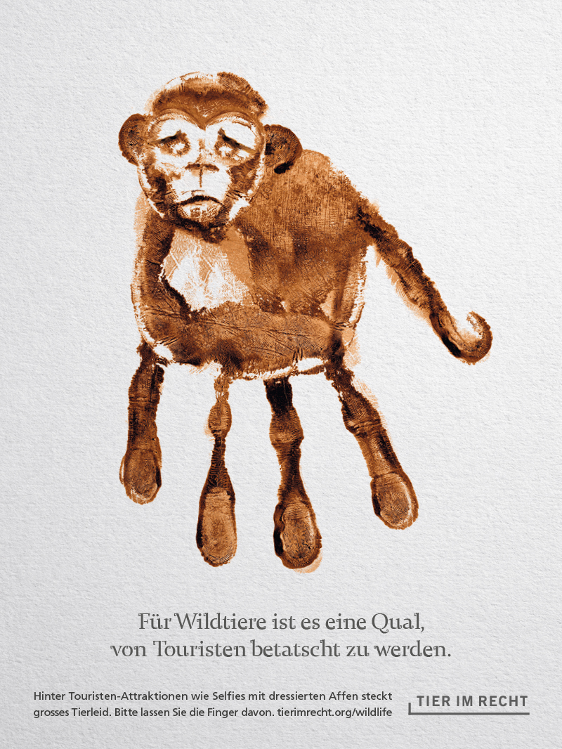 Affe Für Wildtiere ist es eine Qual, von Touristen betatscht zu werden