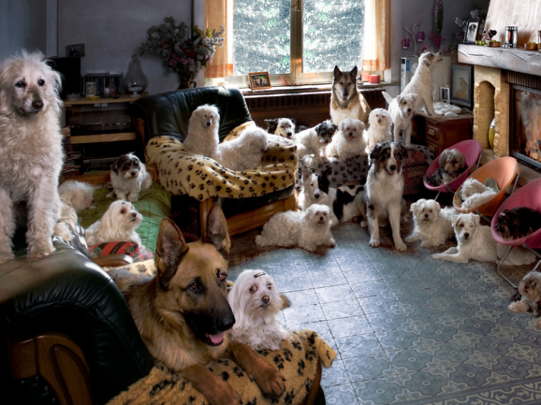 Animal Hoarding: Wenn gut gemeint nicht gut genug ist