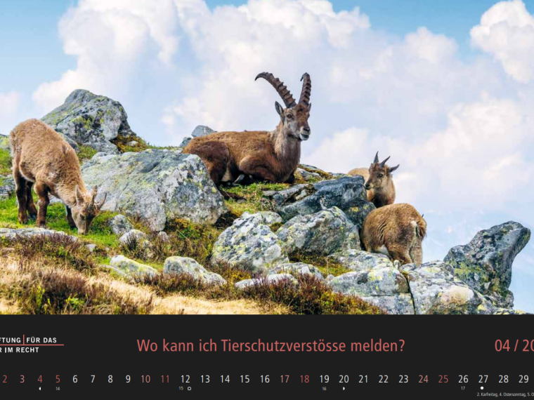 TIR-Kalender 2021 – Tierschutzrechtliche Frage im April