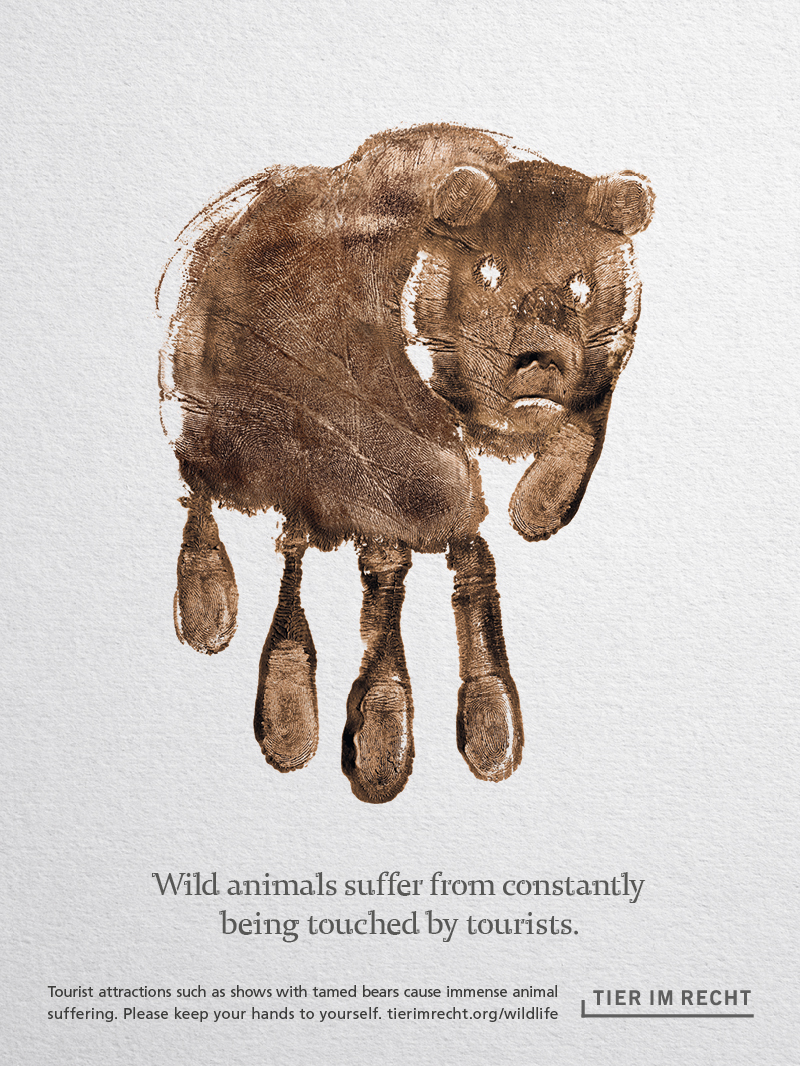 Baer Englisch Wild animals suffer from constantly being touched by tourists