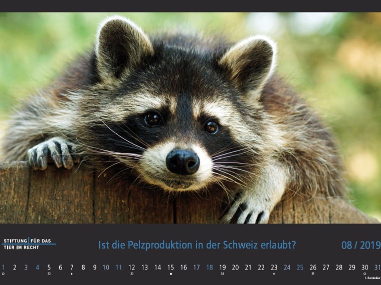 TIR-Kalender 2019 – Tierschutzrechtliche Frage im August