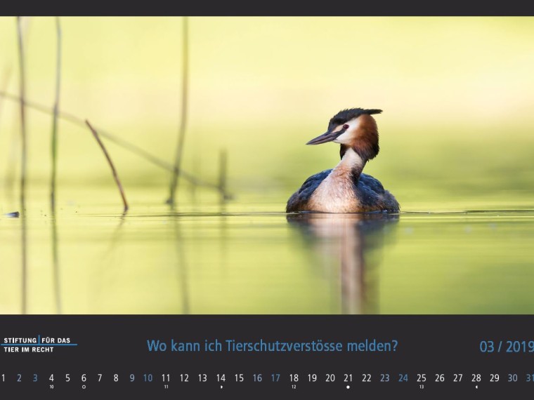 TIR-Kalender 2019 – Tierschutzrechtliche Frage im März