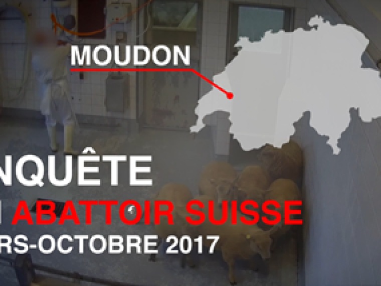 TIR enttäuscht: Staatsanwaltschaft erlässt Nichtanhandnahmeverfügung im Fall Schlachthof Moudon