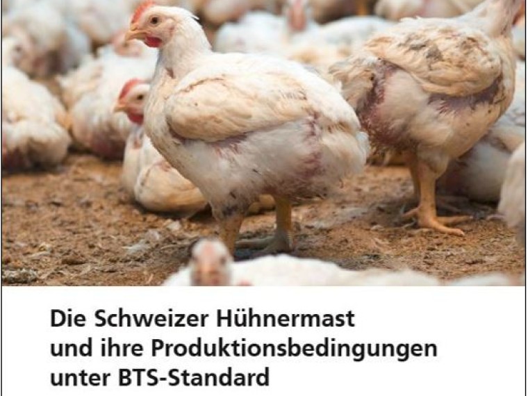 TIR wirft kritischen Blick auf die Schweizer Hühnermast