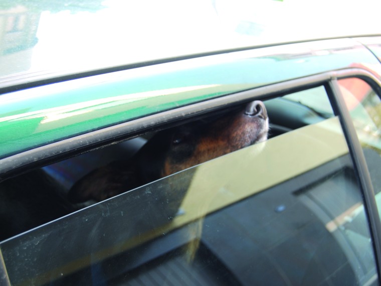 Jetzt kommt der Sommer: Lassen Sie Ihren Hund nicht im Auto zurück!
