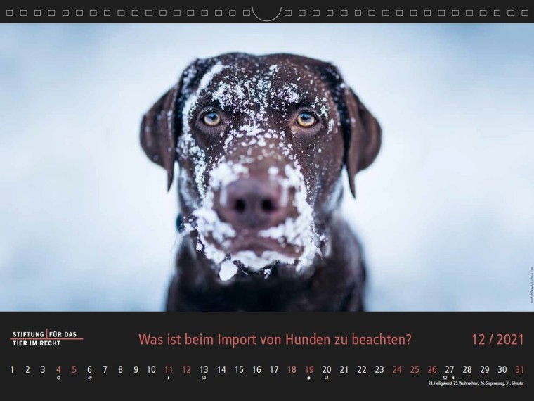 TIR-Kalender 2021 – Tierschutzrechtliche Frage im Dezember