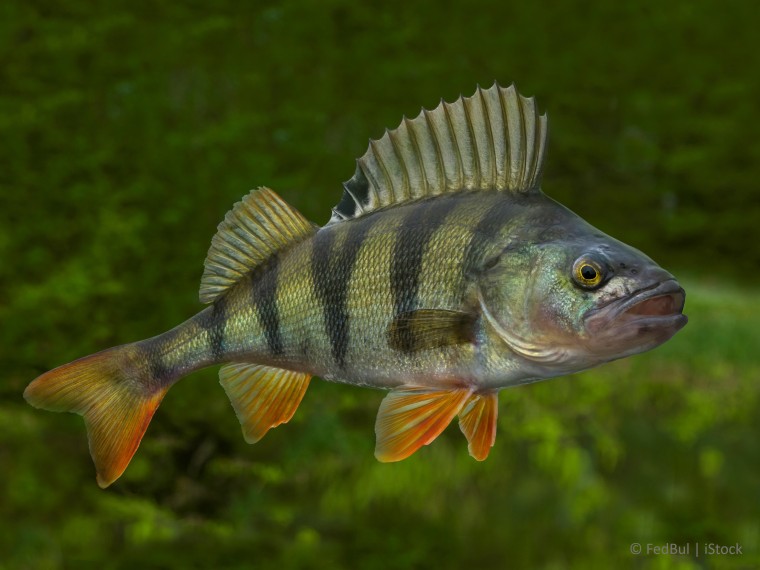 Ungenügende Beurteilung von Straftaten an Fischen