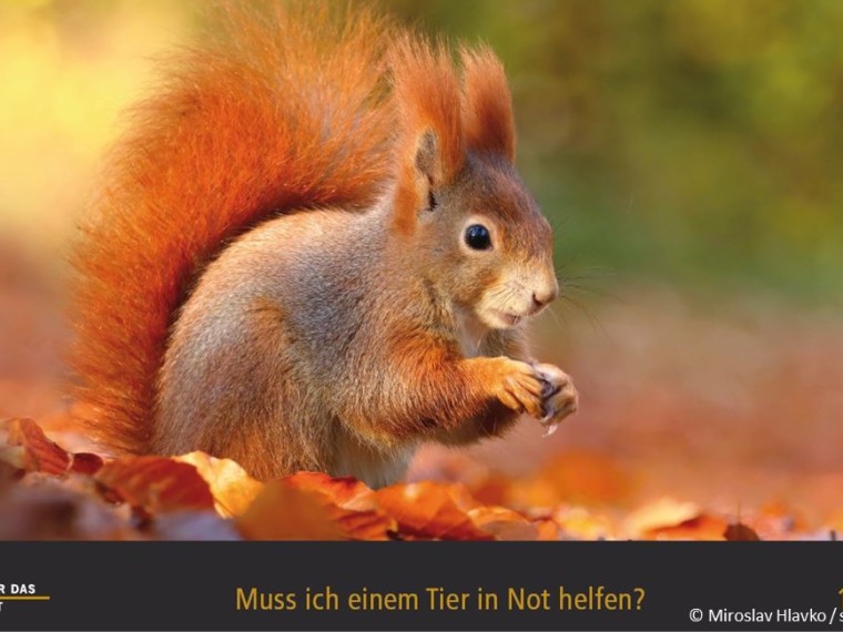 TIR-Kalender 2020 – Tierschutzrechtliche Frage im Oktober