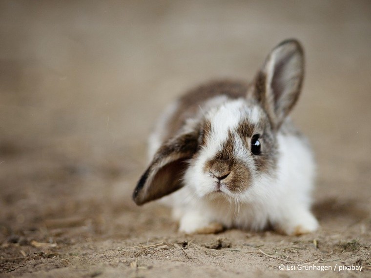 Einzelhaltung von soziallebenden Kleintieren ist tierschutzwidrig