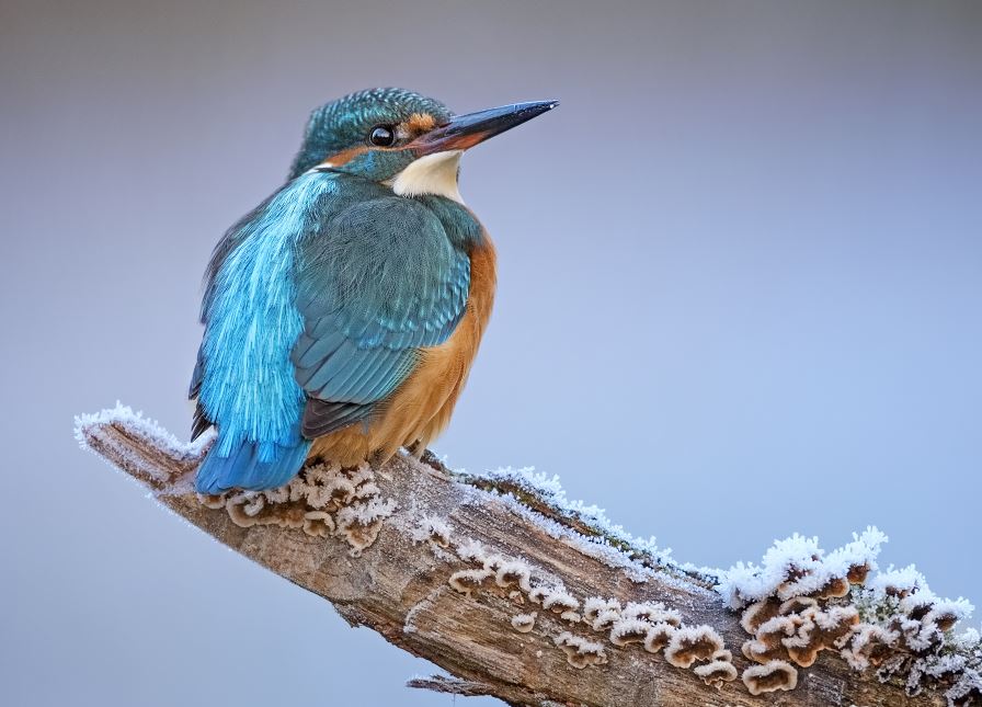 Eisvogel