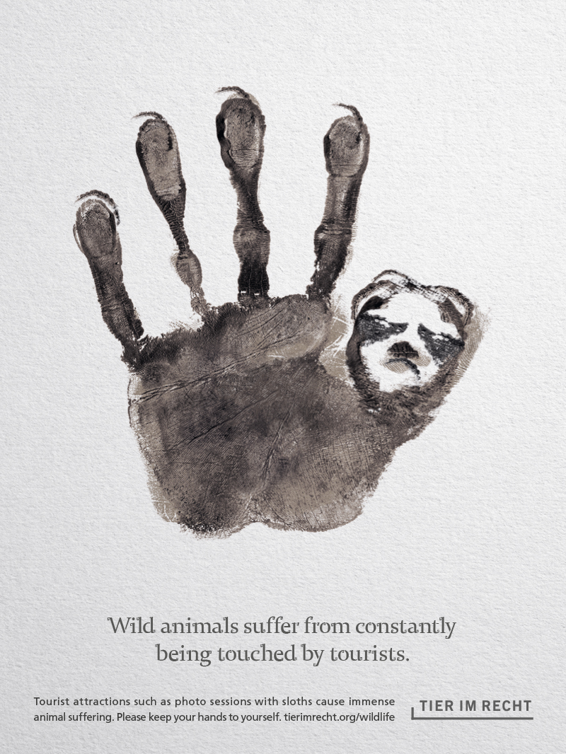 Faultier Englisch Wild animals suffer from constantly being touched by tourists