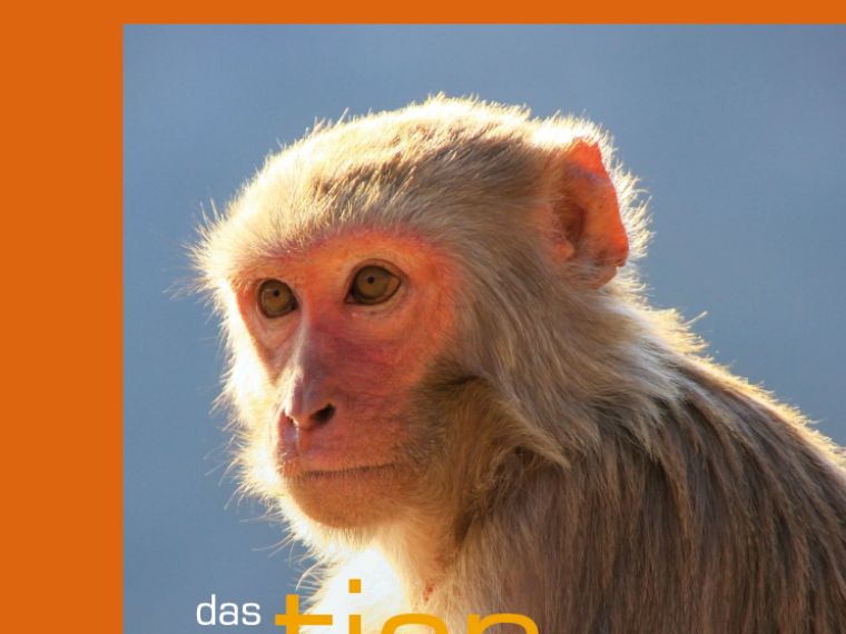 Neuer TIR-Flyer: TIR fordert Verbot von Tierversuchen an Primaten