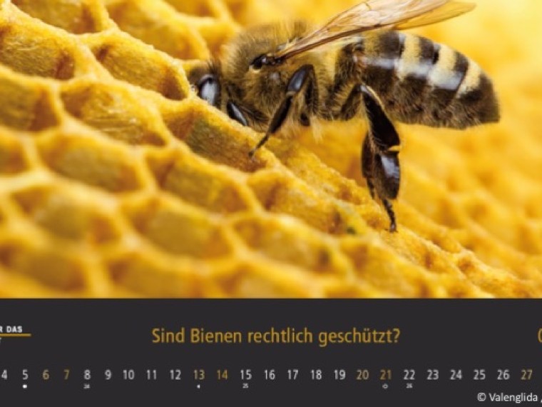 TIR-Kalender 2020 – Tierschutzrechtliche Frage im Juni