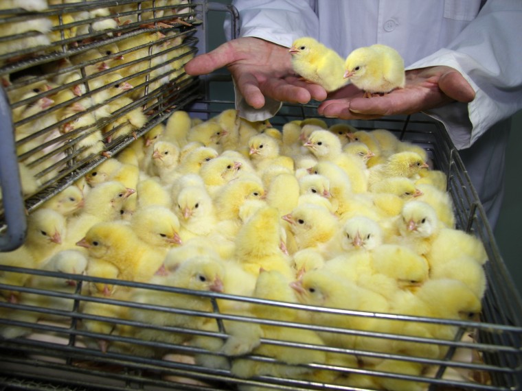 TIR enttäuscht: Gerichtsentscheid erachtet Töten von Eintagsküken als mit deutschem Tierschutzgesetz vereinbar