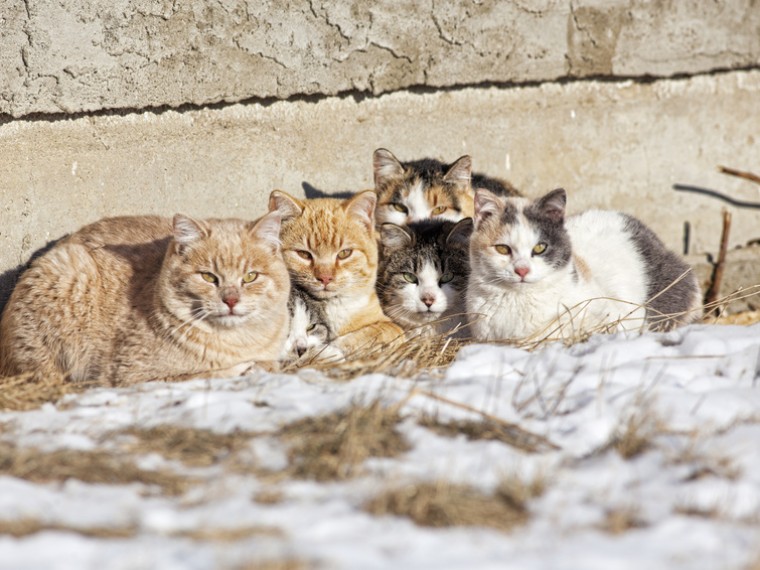 TIR informiert im aktuellen Flyer über Halterpflichten bei Freigängerkatzen