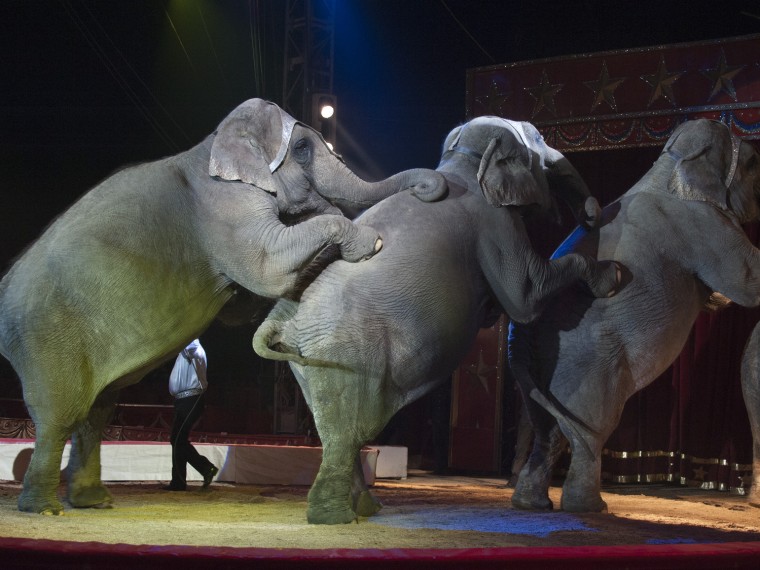 TIR erstattet Strafanzeige gegen Circus Royal wegen Tierwürdemissachtung