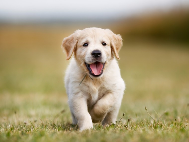 TIR am 6. - 8. Februar an der HUND 2015 in Winterthur