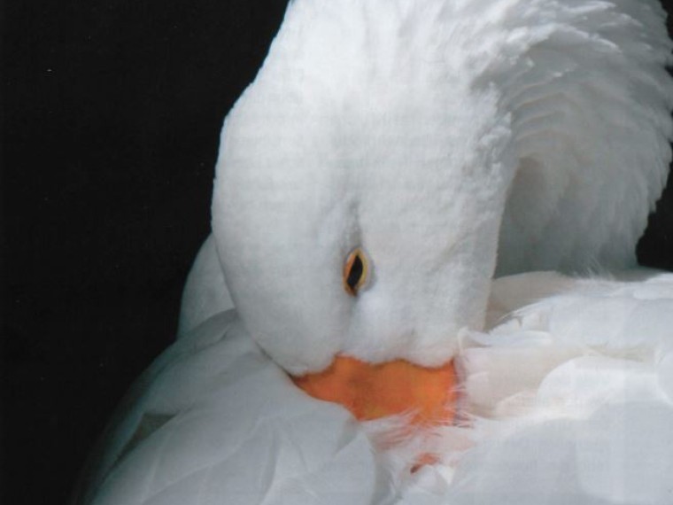 TIR-Informationsbroschüre: Das Leiden der Gänse und Enten für den Luxus