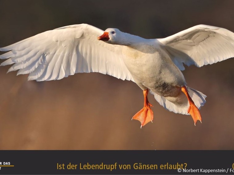 TIR-Kalender 2020 – Tierschutzrechtliche Frage im September