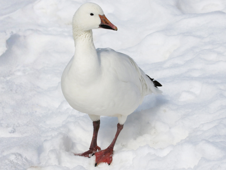 Modische und warme Wintermode ohne Tierleid kaufen