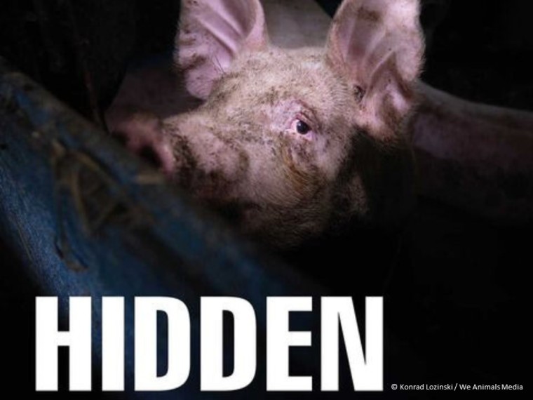 HIDDEN – TIR unterstützt die Ausstellung 