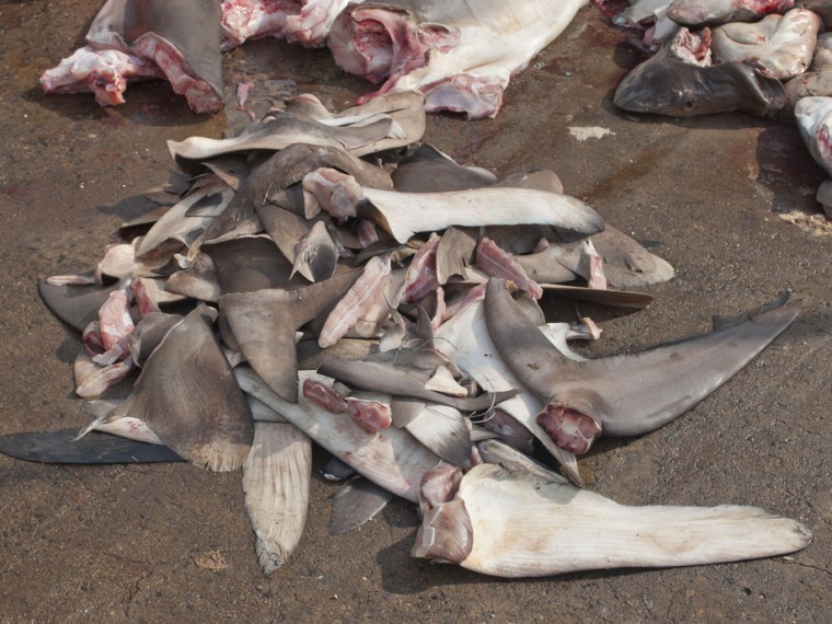 Tierfreundliche Ferien – Problematische Feriensouvenirs und vermeintliche Delikatessen