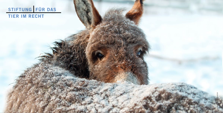 Header Friendsmail Nr. 60, Esel