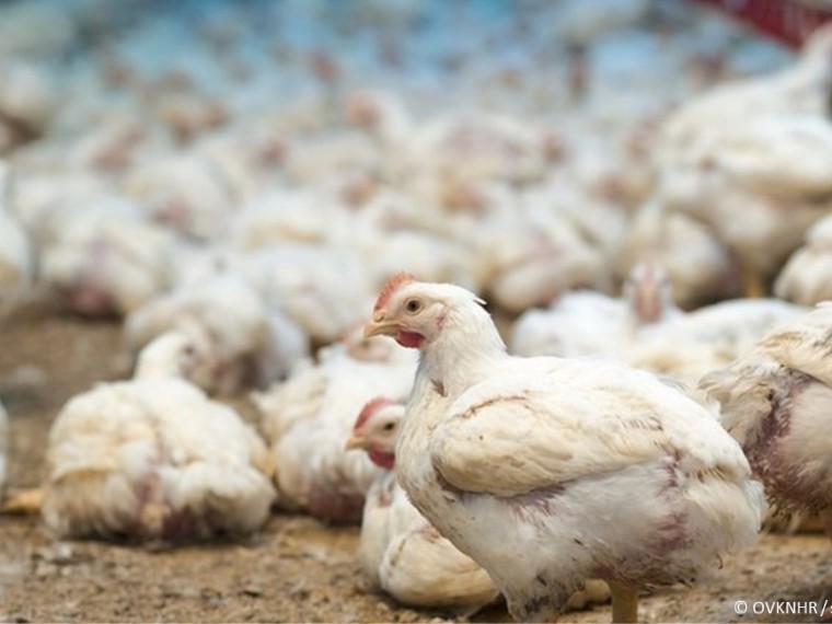 Eierkonsum auf neuem Höchststand – Tierwohl bleibt auf der Strecke