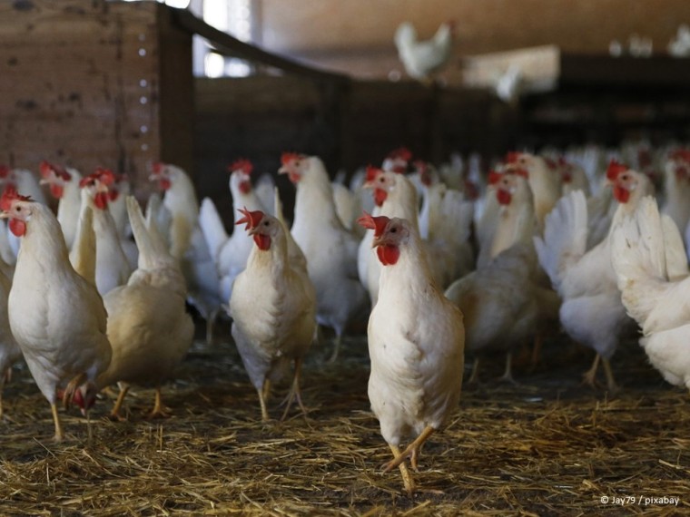 Schweizerinnen und Schweizer konsumieren über 1,5 Milliarden Eier– Tierwohl bleibt auf der Strecke