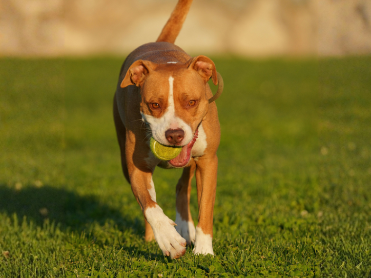 Wann ist ein Hund potenziell gefährlich?