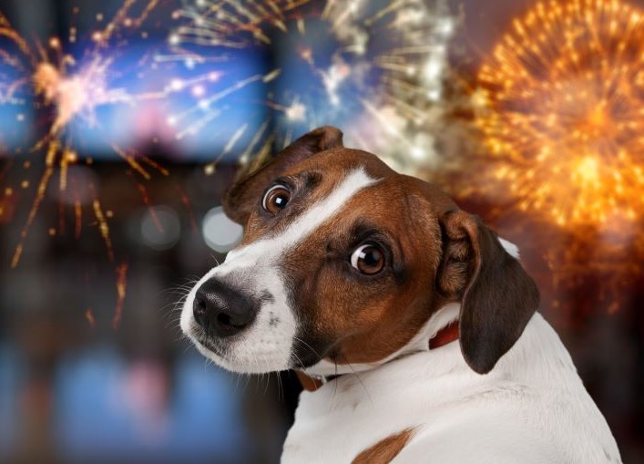 Feuerkerk-Hund