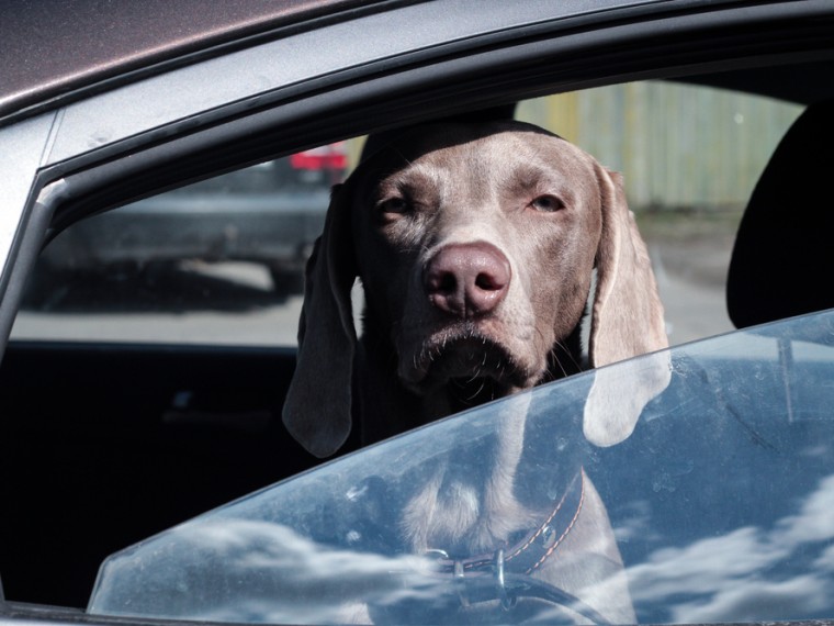 TIR warnt: Lassen Sie Ihren Hund nicht im Auto zurück!