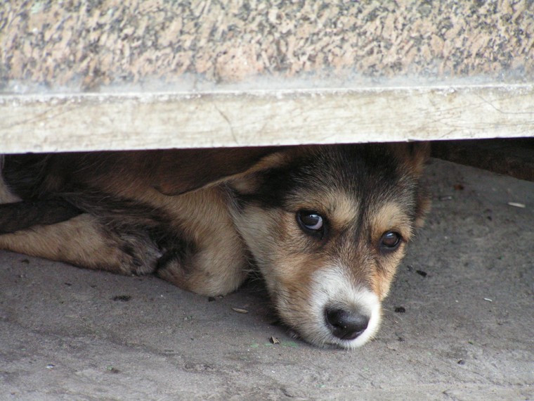 Stress und Angst am 1. August – TIR bittet um Rücksichtnahme für die Tiere