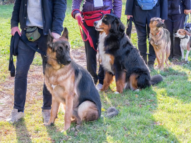 TIR enttäuscht: Kanton Zürich schafft obligatorische Ausbildungspflicht für Hundehaltende ab
