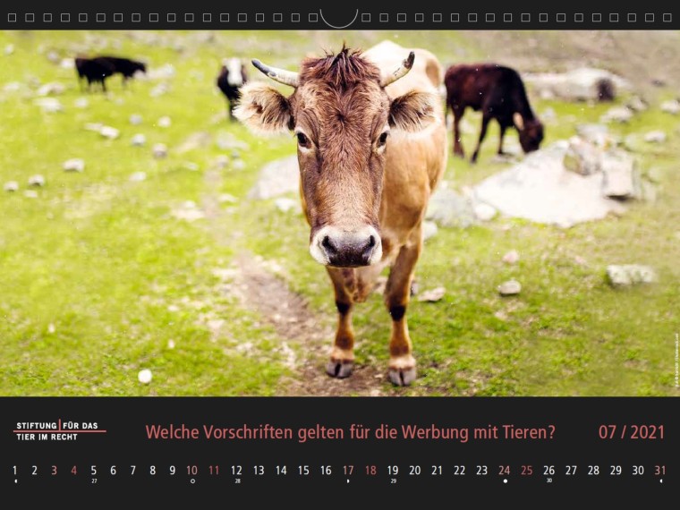 TIR-Kalender 2021 – Tierschutzrechtliche Frage im Juli