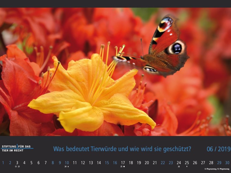 TIR-Kalender 2019 – Tierschutzrechtliche Frage im Juni