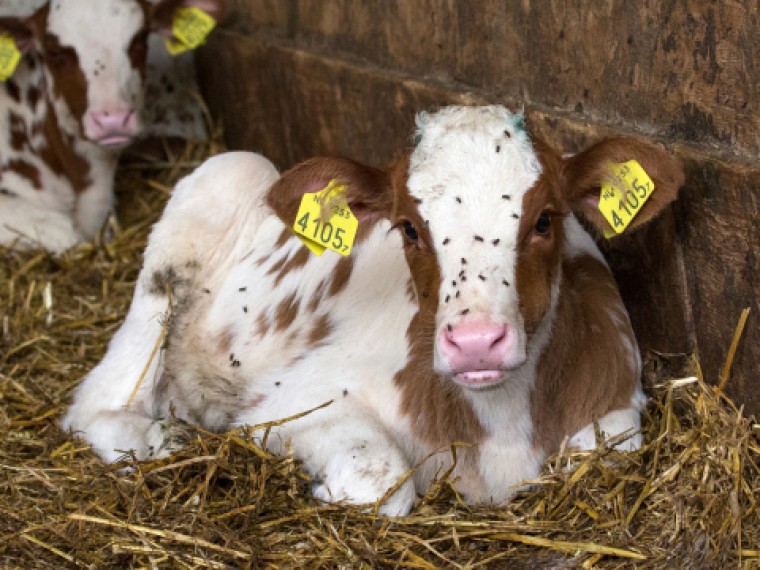 TIR reicht Stellungnahmen zu Änderungen im Lebensmittel-, Landwirtschafts- und Umweltrecht ein