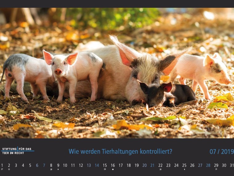 TIR-Kalender 2019 – Tierschutzrechtliche Frage im Juli