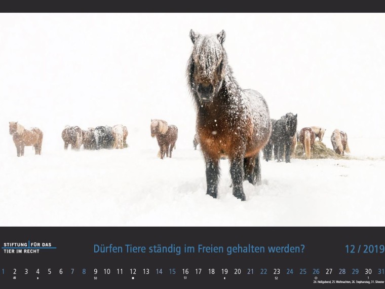 TIR-Kalender 2019 – Tierschutzrechtliche Frage im Dezember