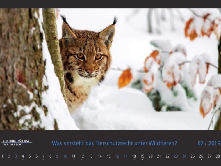TIR-Kalender 2019 – Tierschutzrechtliche Frage im Februar