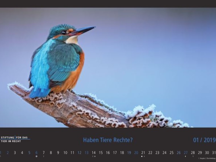 TIR-Kalender 2019 – Tierschutzrechtliche Frage im Januar
