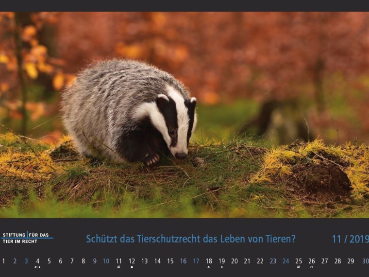 TIR-Kalender 2019 – Tierschutzrechtliche Frage im November