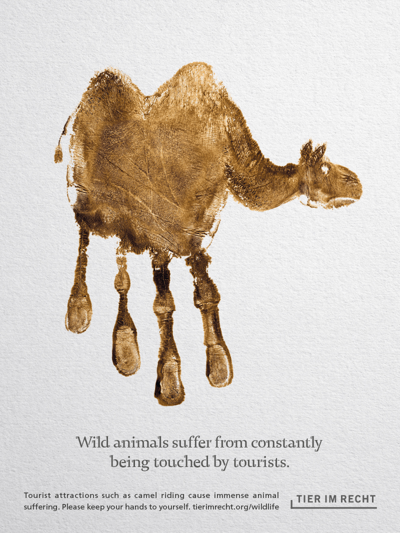 Kamel Englisch Wild animals suffer from constantly being touched by tourists