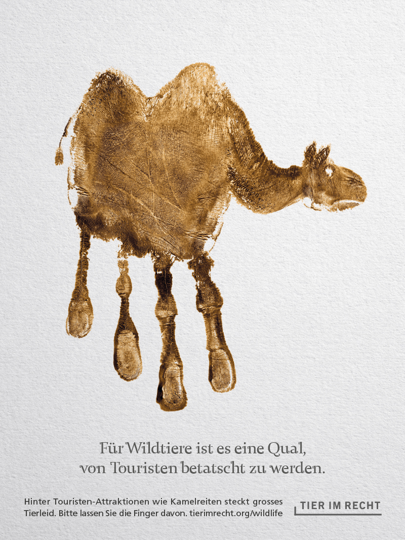 Kamel Für Wildtiere ist es eine Qual, von Touristen betatscht zu werden