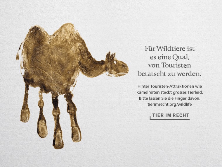 Hände weg von Wildtier-Attraktionen! – TIR lanciert neue Sensibilisierungskampagne zum Wildtiertourismus